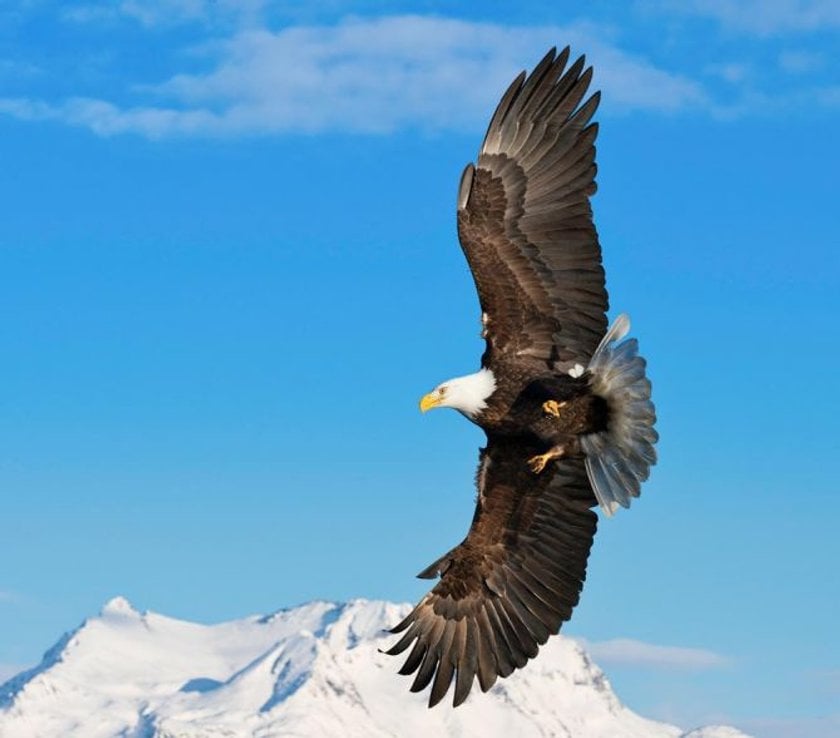 The match made in Heaven: eagle photography & Luminar | Skylum Blog(6)
