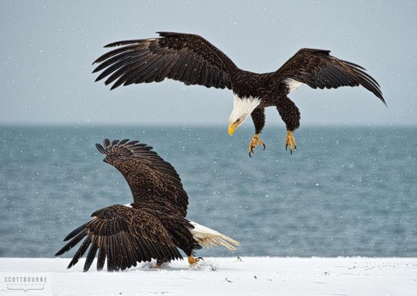 The match made in Heaven: eagle photography & Luminar | Skylum Blog(9)