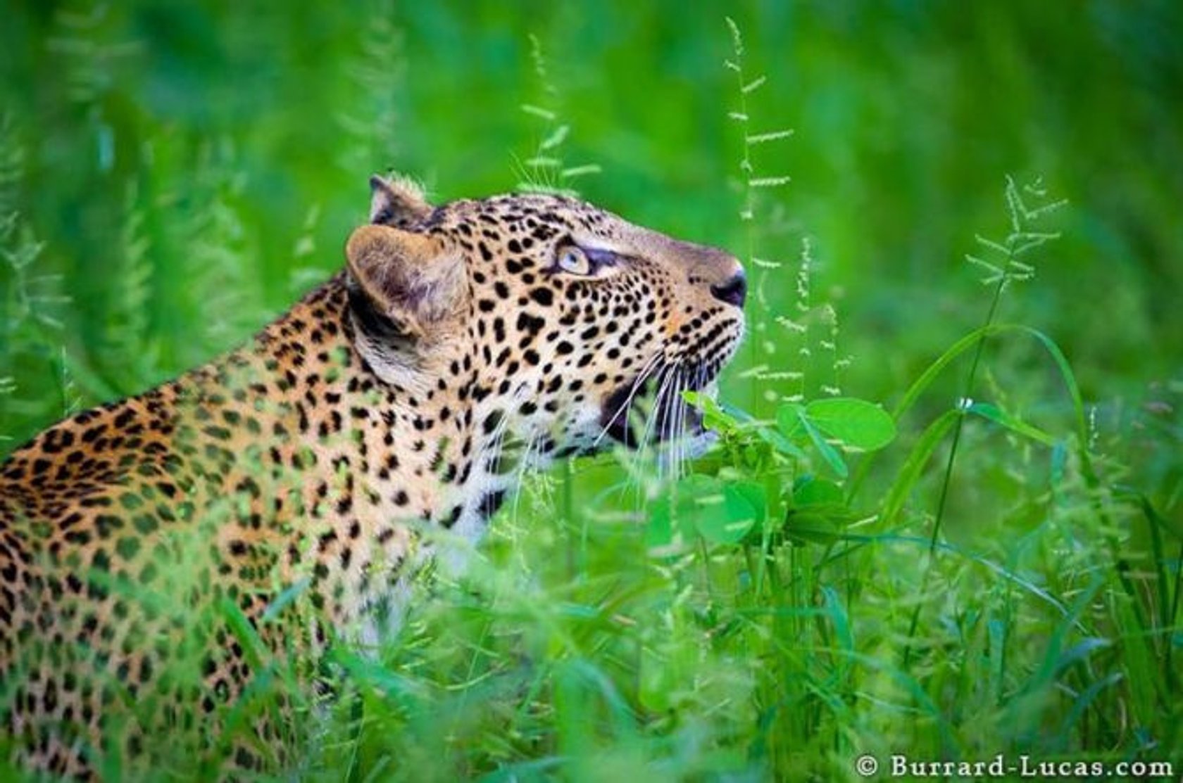 20 Amazing Photos from the Wild Life | Skylum Blog