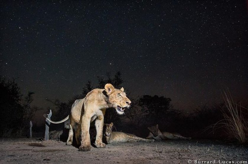 20 Amazing Photos from the Wild Life | Skylum Blog(4)