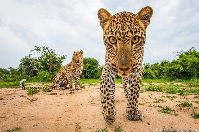 20 Amazing Photos From The Wild Life | Skylum Blog