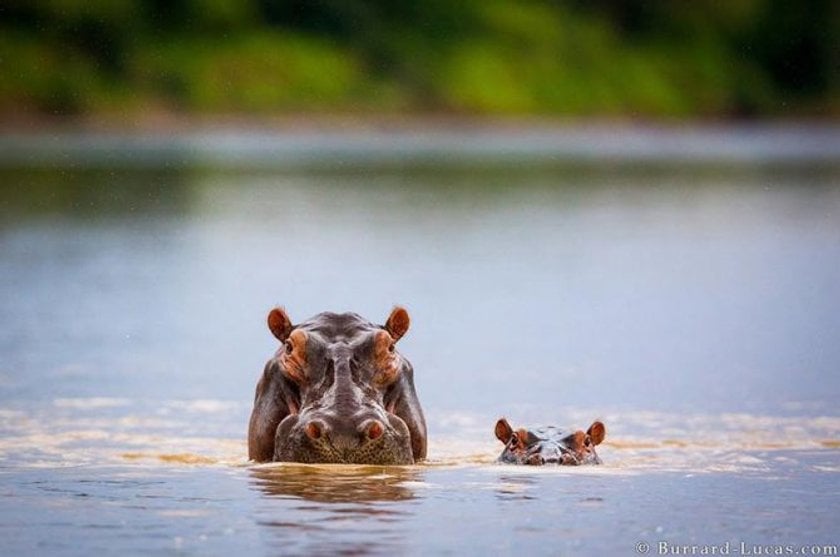 20 Amazing Photos from the Wild Life | Skylum Blog(13)