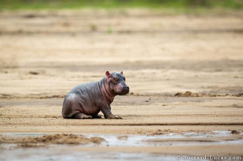 20 Amazing Photos from the Wild Life | Skylum Blog(14)