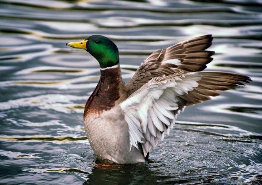 The ABCs to improve your wildlife photography Image1