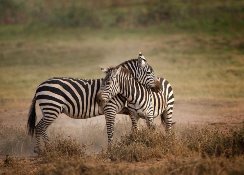 The ABCs to improve your wildlife photography Image2