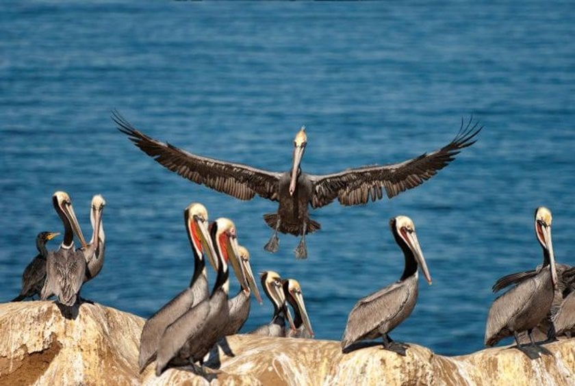 The ABCs to improve your wildlife photography Image3