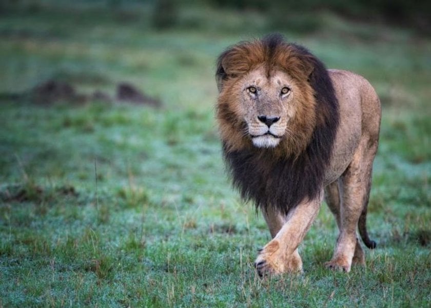 The ABCs to improve your wildlife photography Image4