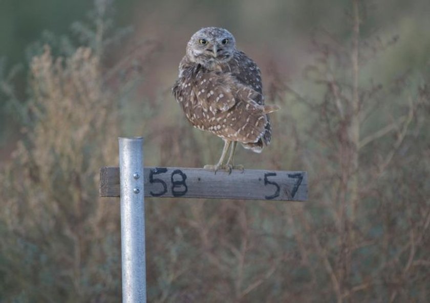 Bring out the beauty in your bird photography | Skylum Blog(2)