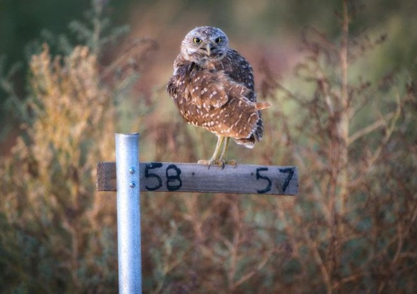 Bring out the beauty in your bird photography | Skylum Blog(3)