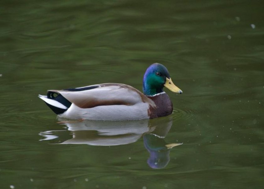 Bring out the beauty in your bird photography | Skylum Blog(6)