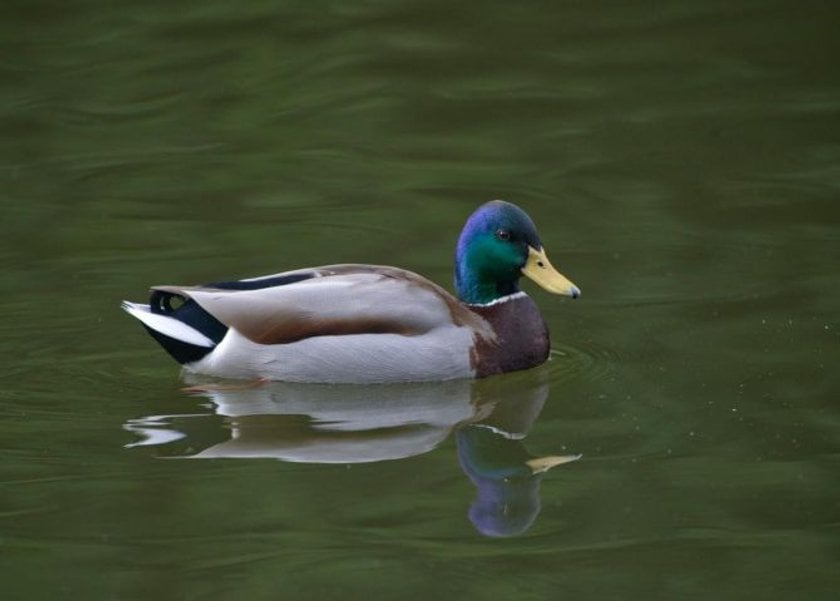 Bring out the beauty in your bird photography | Skylum Blog(7)