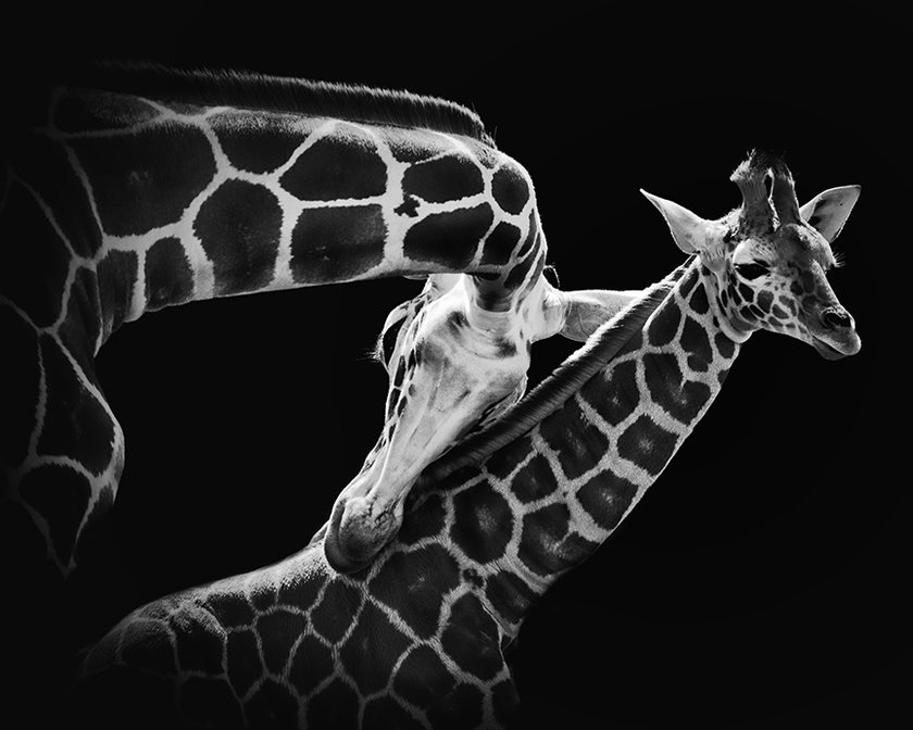 Create Epic Black & White Images with Tonality | Skylum Blog(6)