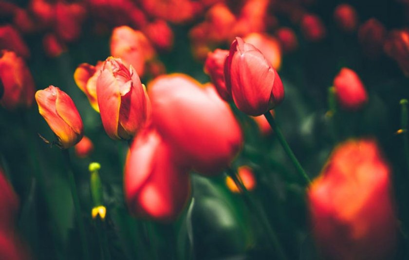 What is Depth of Field in Photography Image5