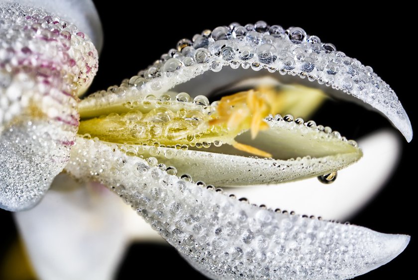 Water Drop Photography: Tips to Photograph Water Drops and Splashes | Skylum Blog(3)