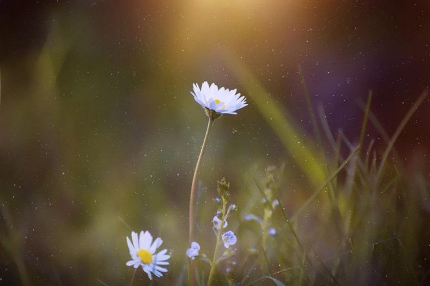 What is Camera Aperture in Photography?