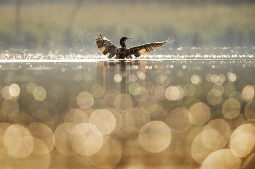 Bird Photography Basics for Beginners | Skylum Blog(3)