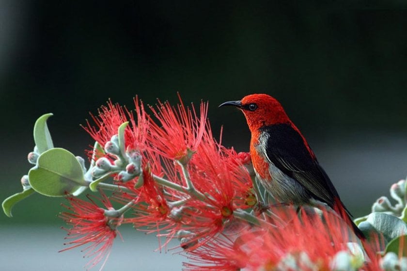 Bird Photography Basics for Beginners | Skylum Blog(8)