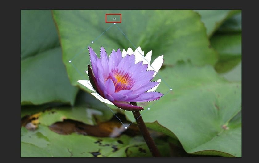 How to Rotate a Layer in Photoshop: Adobe Image & Object Rotation Guide Image8