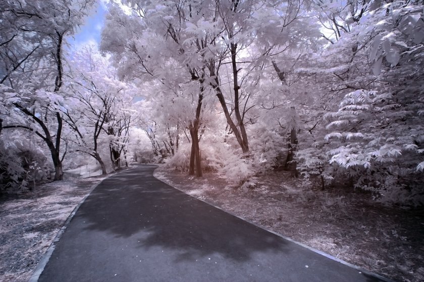 Infrared Photography: The Art of Capturing Invisible Light Image2