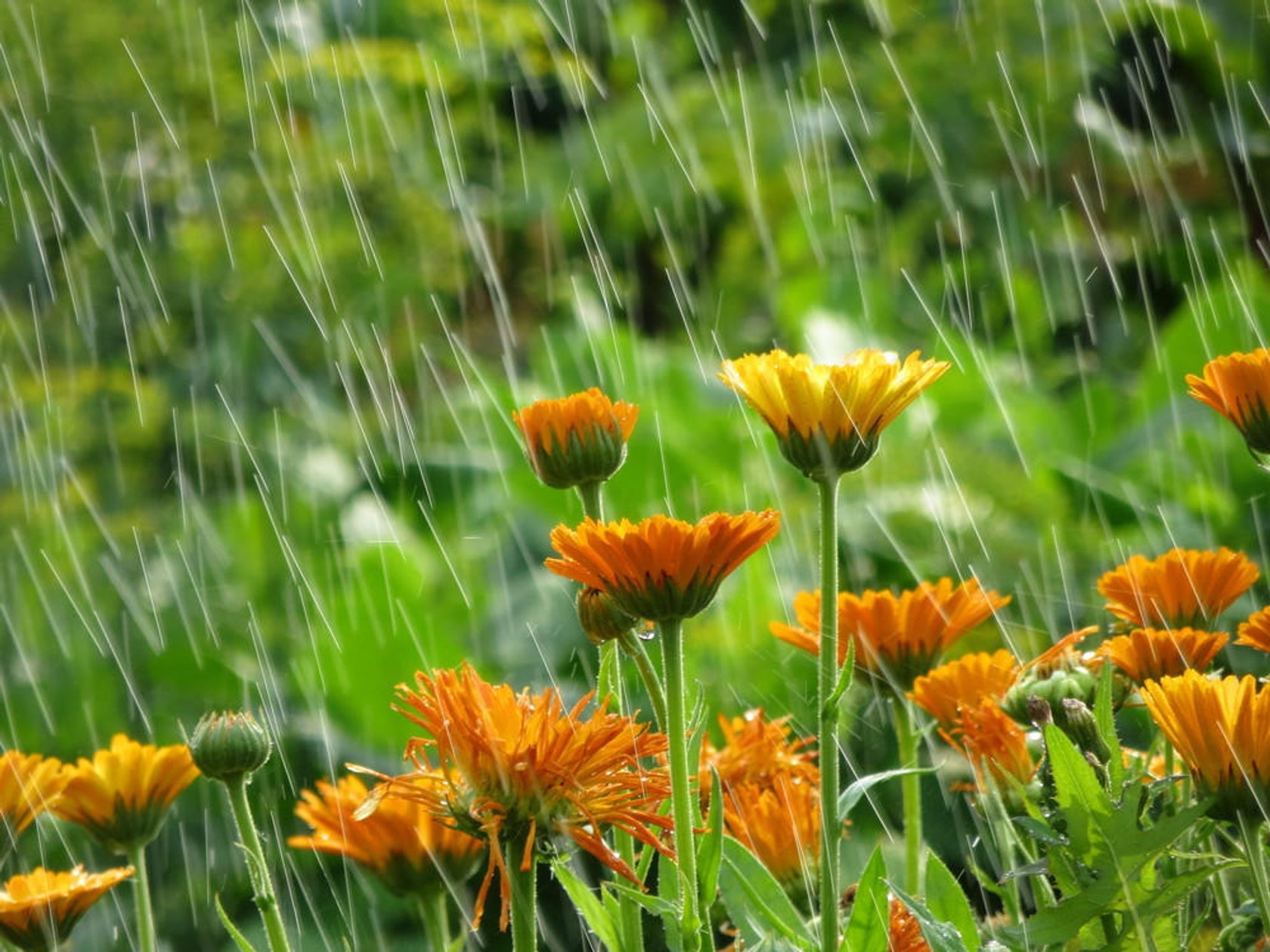 Полевые цветы после дождя