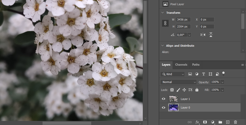 How to Resize a Layer in Photoshop: 3 Easy Ways Image1