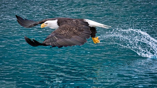 Amazing Bird Photography — From Camera to Completion with Scott Bourne | Skylum Blog