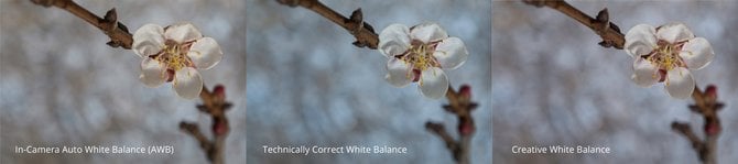 Why a Good White Balance Matters | Skylum Blog