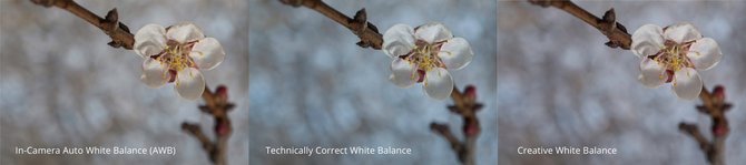 Why a Good White Balance Matters | Skylum Blog