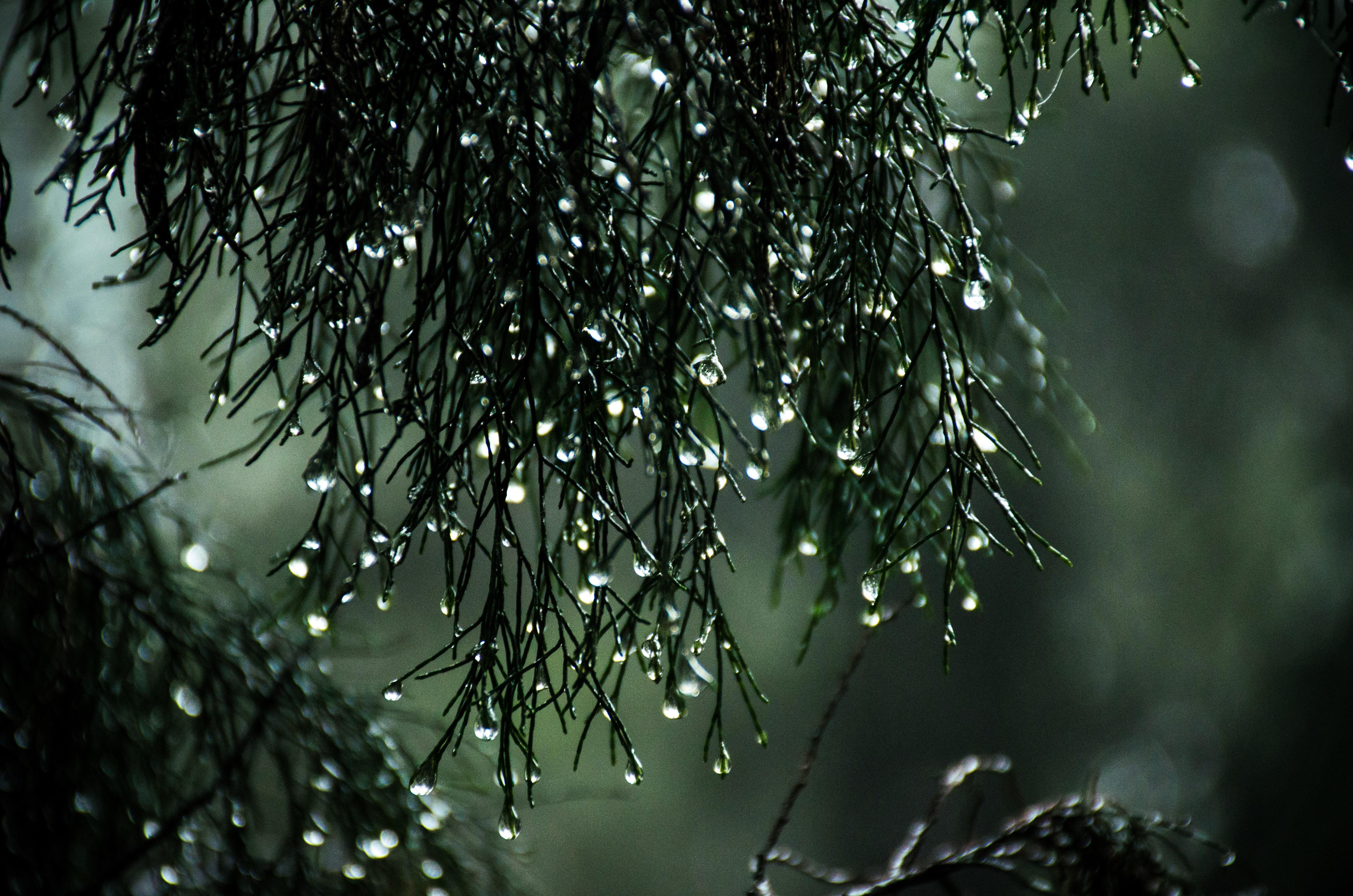 beautiful black and white photography rain