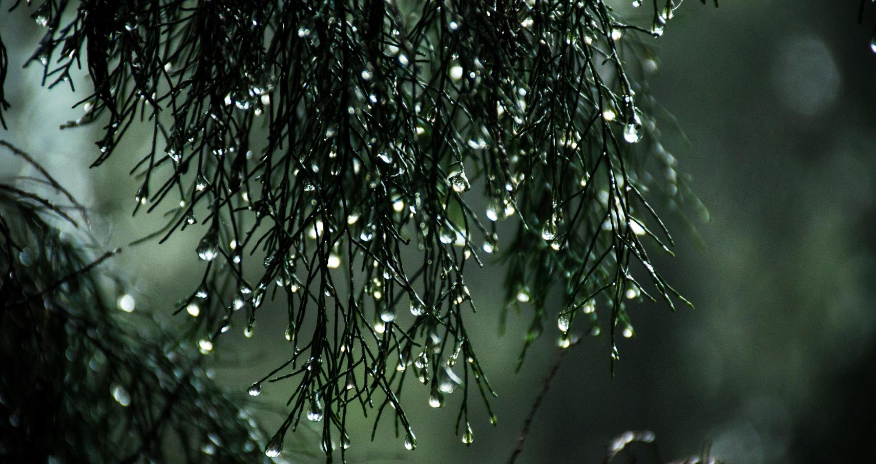 Rain Photography: A Complete Guide to Taking Photos in the Rain
