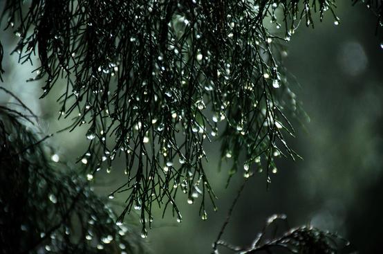 How to Master the Art of Rain Photography