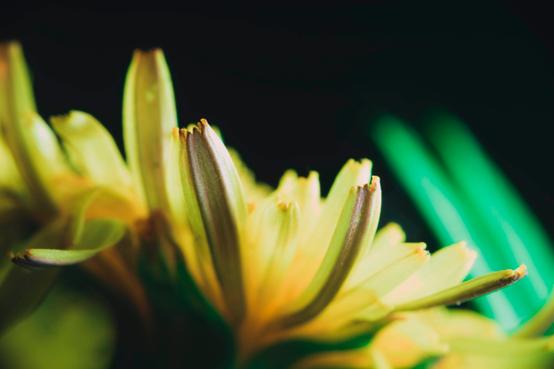 Extended Macro Photography Guide: How to Capture the World in Macro