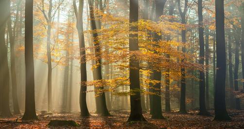 How to Shoot and Edit Forest Images: Magical Forests by Albert Dros