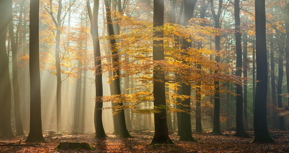 How to Shoot and Edit Forest Images: Magical Forests by Albert Dros