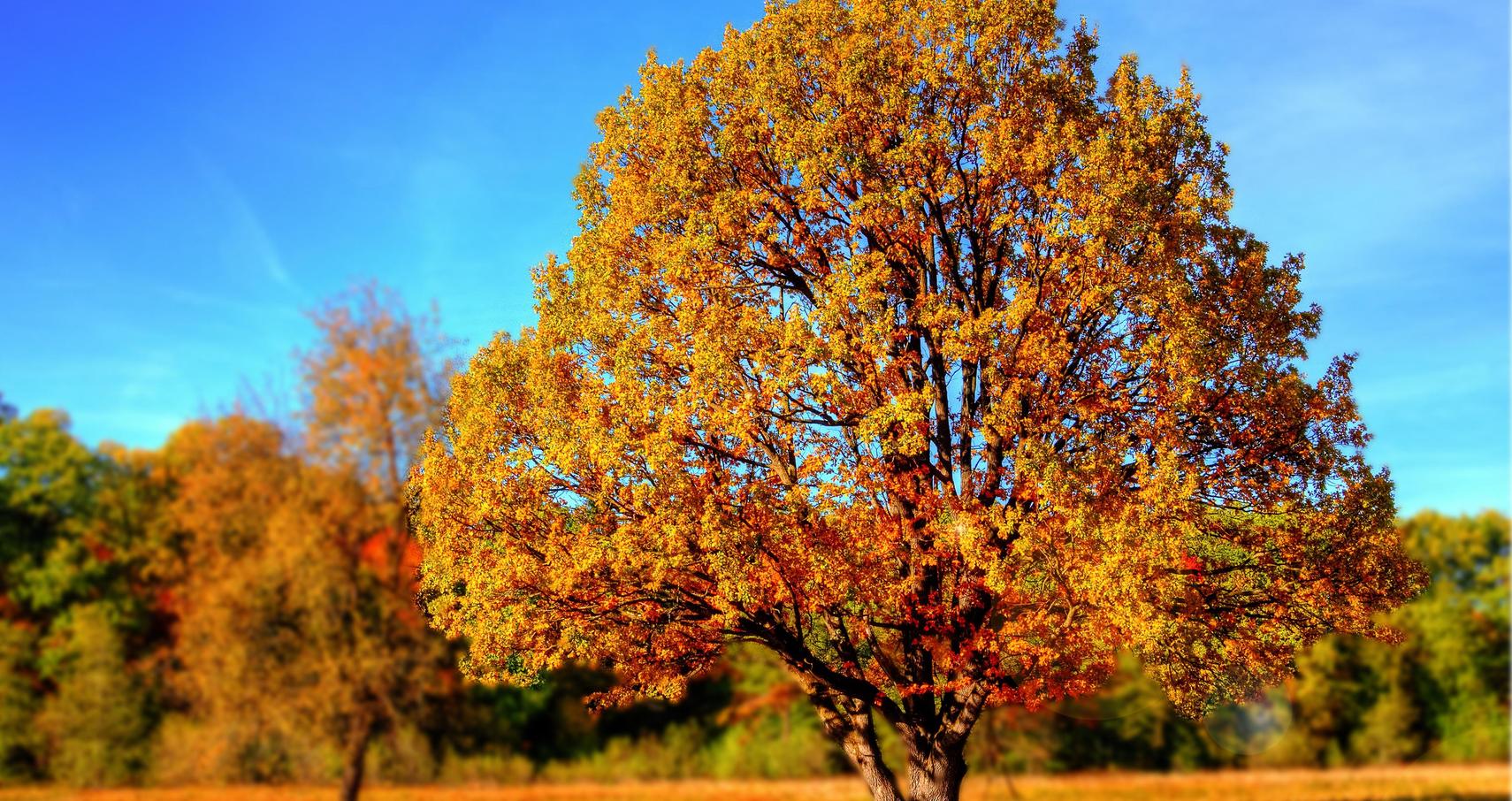Praxistipps für magische Herbstbilder