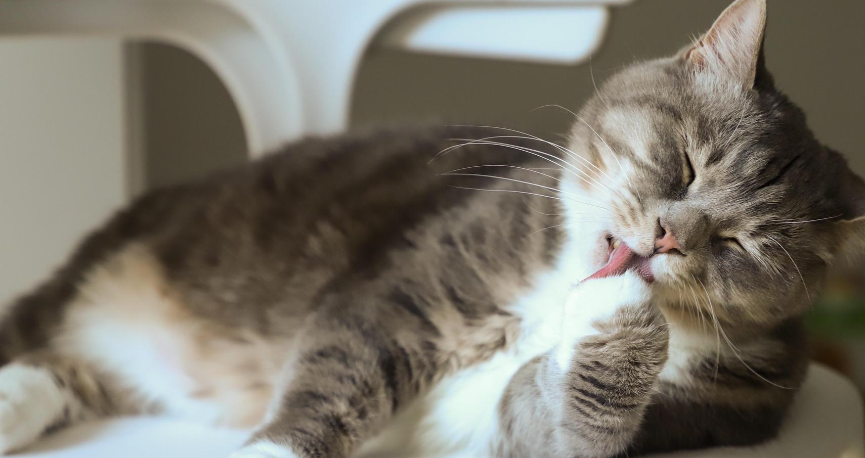 When You Don't Want to Be a Cat: How to Use (and Remove) Meeting Filters
