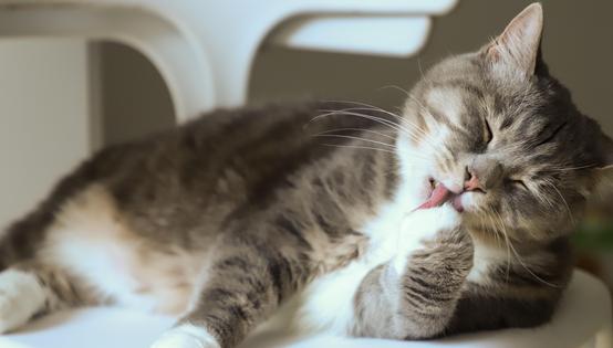 Best Cat Photography Ideas: How to Take the Cutest Pictures 