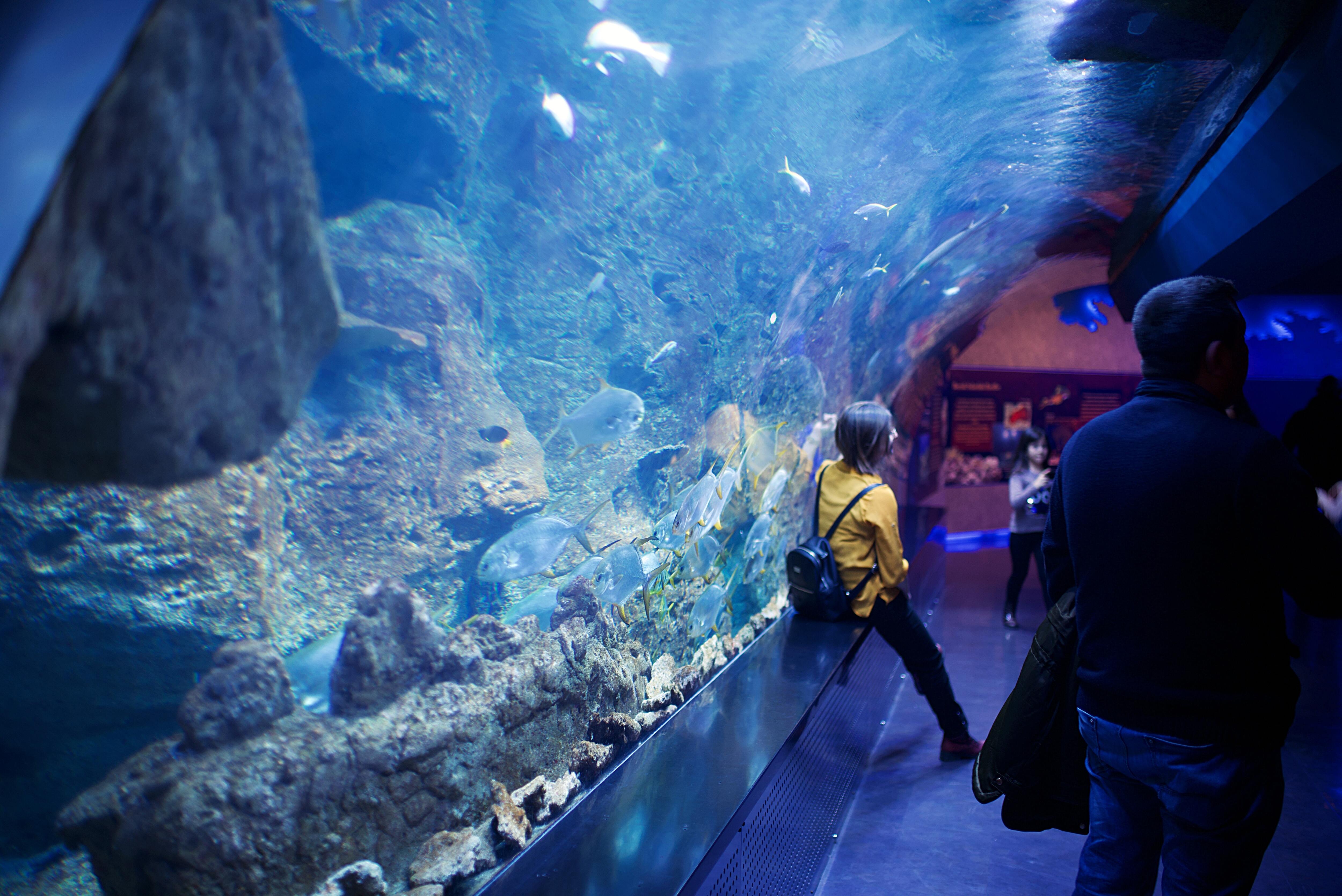Aquarium Photography Capturing The Beauty Of Underwater Worlds Skylum Blog