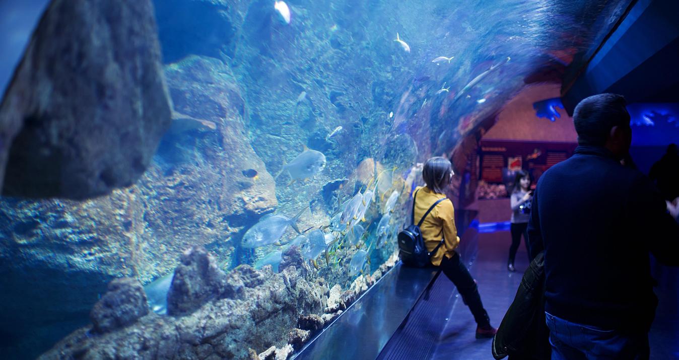 Aquarium Photography: Explore the Beauty of the Underwater World