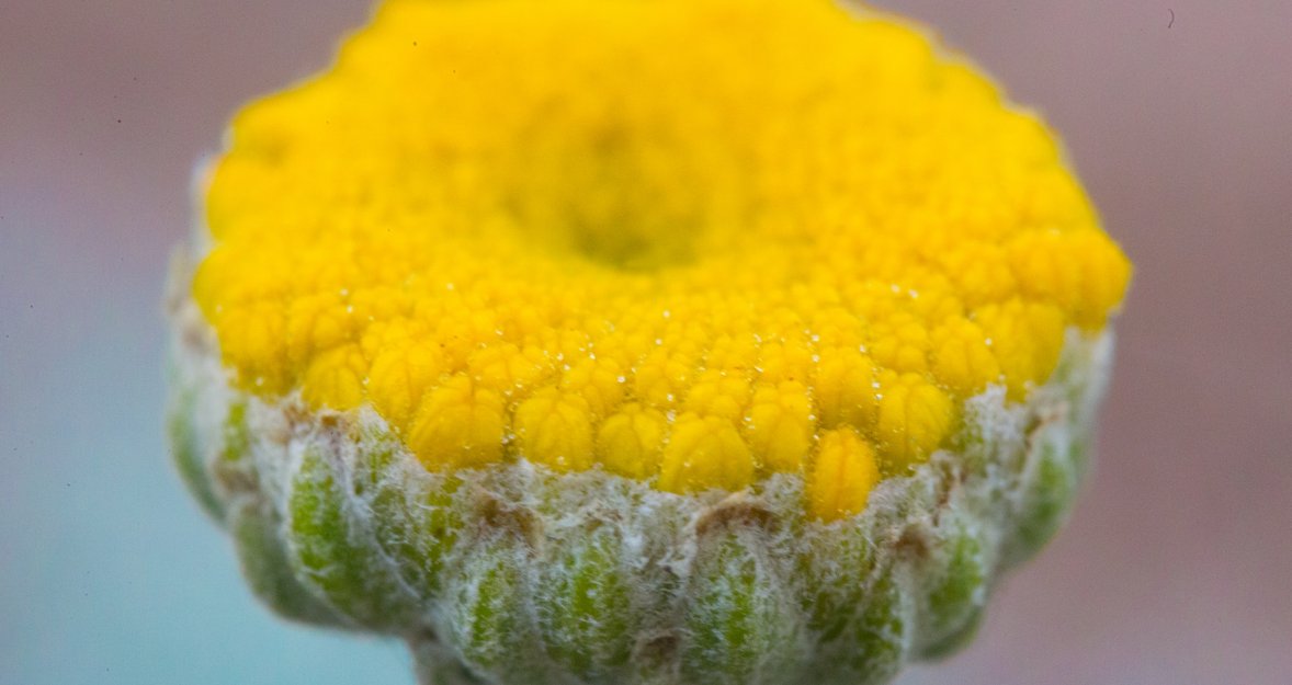 The Beauty of Macro: How to Capture and Enhance Nature's Flowers