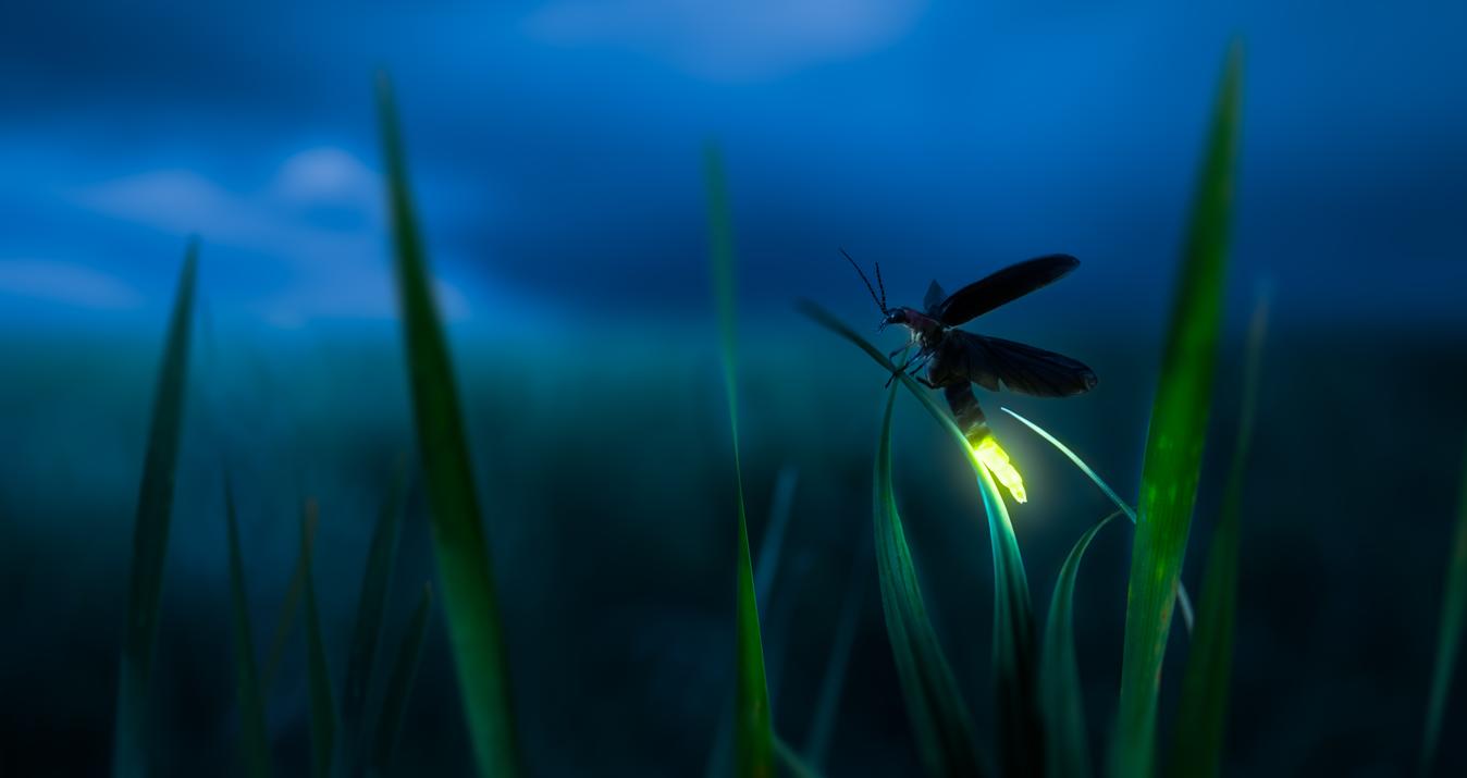 How To Photograph Fireflies To Capture This Magical Beauty