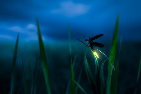 How To Photograph Fireflies To Capture This Magical Beauty