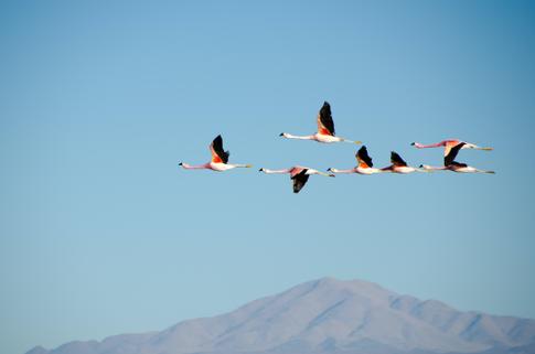 How To Photograph Birds In Flight