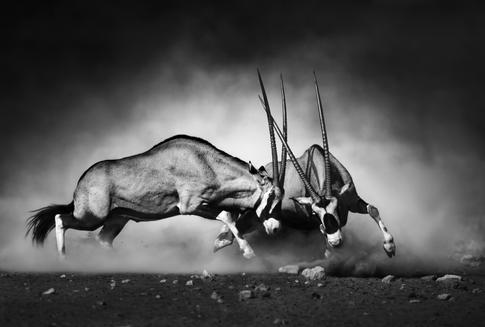Mastering the Art of Contrast in Black and White Photography