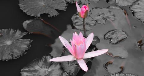 Selective Color And Its Benefits For Photographers