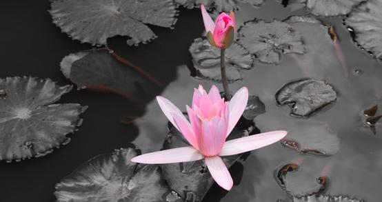 Selective Color And Its Benefits For Photographers