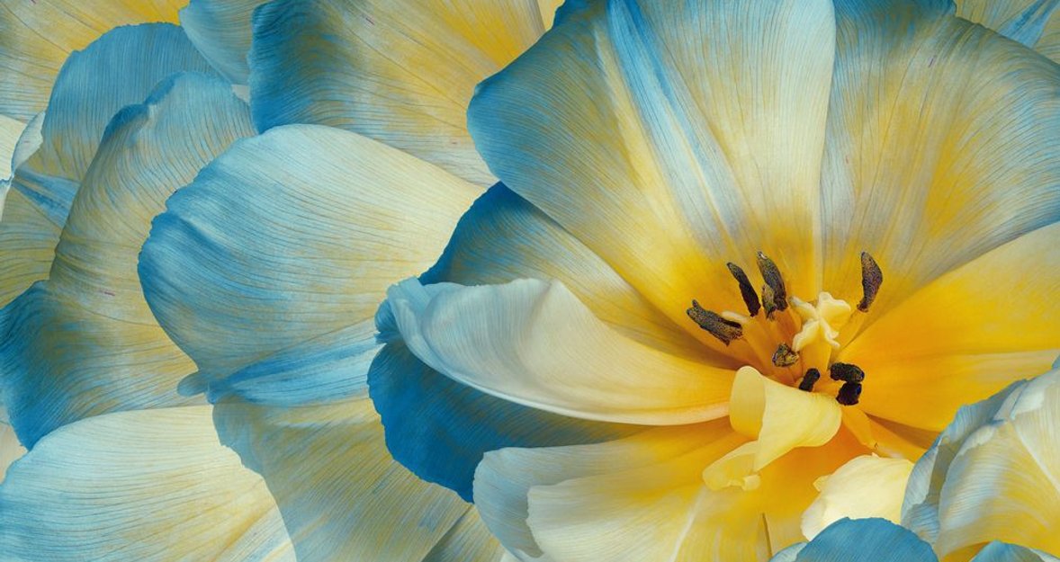 Mastering Focus Stacking Techniques for Captivating Macro Shots
