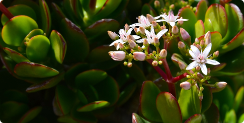 Aesthetics of Plant Photography