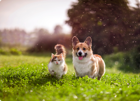 Pet Photography Tips + How To Start A Pet Photo Business In 2024