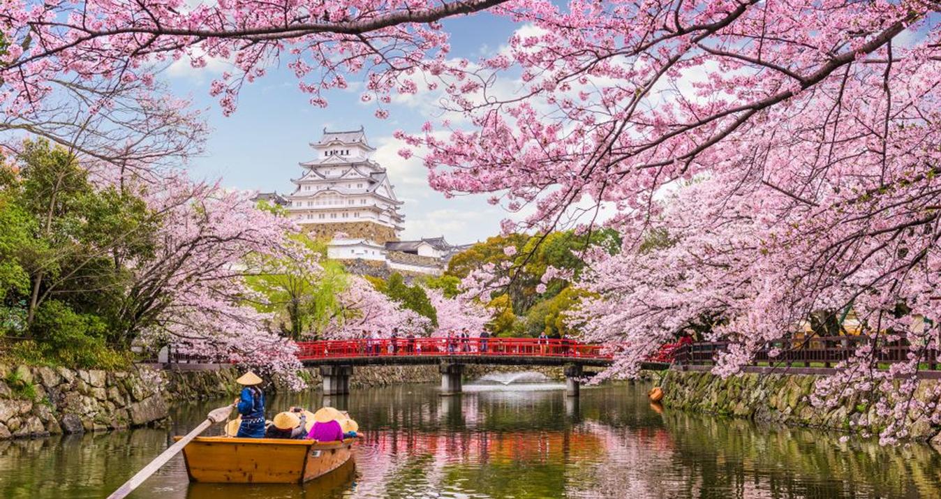 Cherry Blossom Festival In Japan 2024: When And Where To Visit